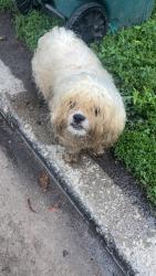 Found/Stray Male Dog last seen Ferdinand and Pine st, Chicago, IL 60644