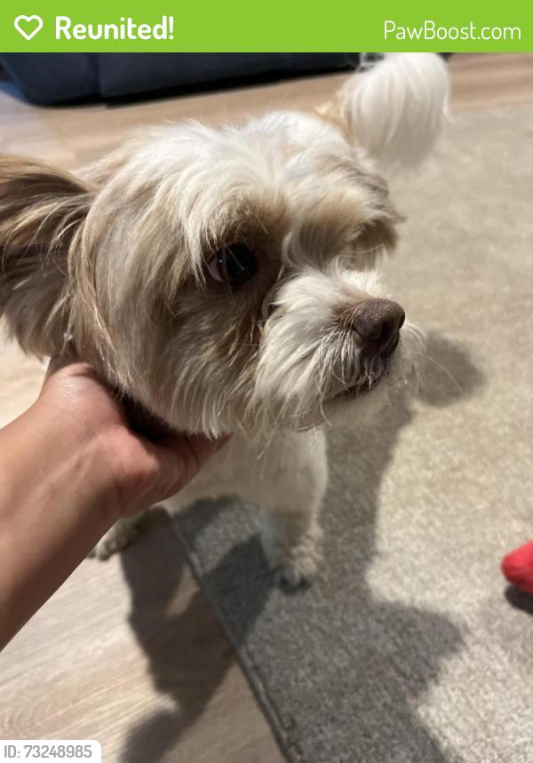 Reunited Male Dog last seen Starbucks, Patchogue, NY 11772