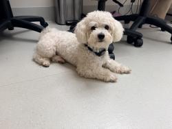 Reunited Male Dog last seen Bidwell ave, Jersey City, NJ 07305