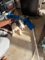 Found/Stray Male Dog last seen Tidwell Rd, Houston, TX 77044