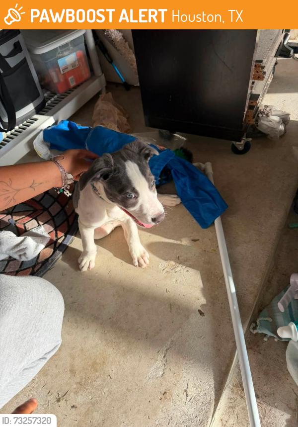 Found/Stray Male Dog last seen Tidwell Rd, Houston, TX 77044