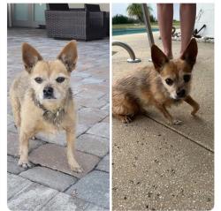 Lost Male Dog last seen Pine Hills and powers drive, Pine Hills, FL 32808