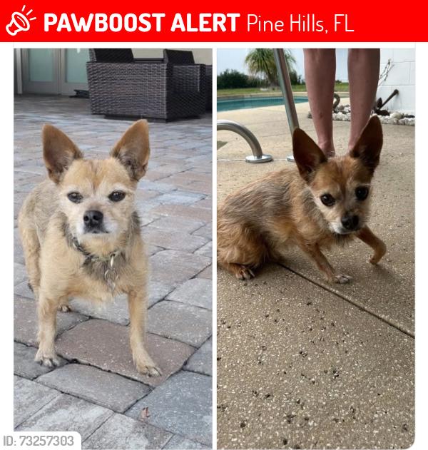 Lost Male Dog last seen Pine Hills and powers drive, Pine Hills, FL 32808