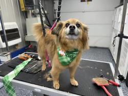 Reunited Male Dog last seen Right next to Georgetown college, Georgetown, KY 40324