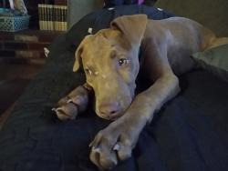 Lost Male Dog last seen Highway 74,near Ampm in green acres, ca ,92545, Hemet, CA 92583