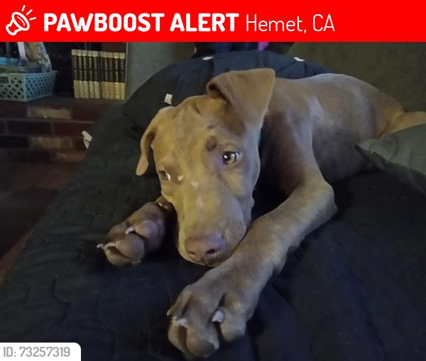 Lost Male Dog last seen Highway 74,near Ampm in green acres, ca ,92545, Hemet, CA 92583