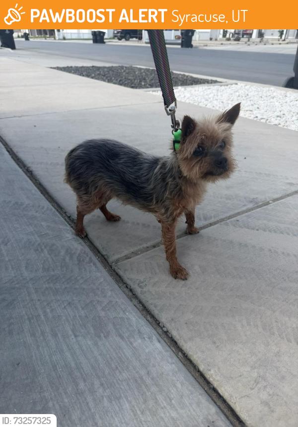 Found/Stray Male Dog last seen by model homes, Syracuse, UT 84075