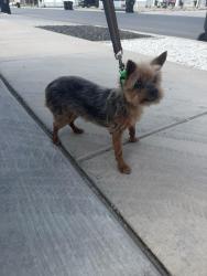 Found/Stray Male Dog last seen by model homes, Syracuse, UT 84075