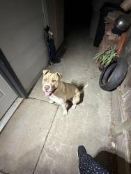 Found/Stray Male Dog last seen Bagby Elementary, San Jose, CA 95150