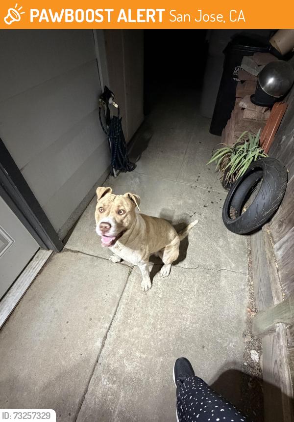 Found/Stray Male Dog last seen Bagby Elementary, San Jose, CA 95150