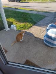 Found/Stray Unknown Cat last seen Off of Newport avenue Pawtucket, Pawtucket, RI 02861