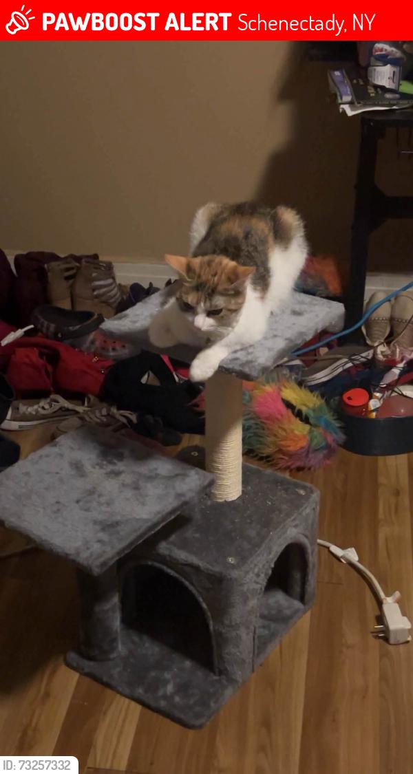 Lost Female Cat last seen Park ave and union street, Schenectady, NY 12308