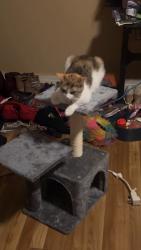 Lost Female Cat last seen Park ave and union street, Schenectady, NY 12308