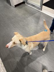 Found/Stray Male Dog last seen Preston vineyards and hillcrest. Near Shawnee Traill elementary, Frisco, TX 75035