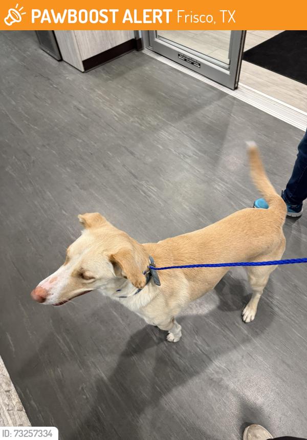 Found/Stray Male Dog last seen Preston vineyards and hillcrest. Near Shawnee Traill elementary, Frisco, TX 75035