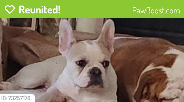 Reunited Male Dog last seen Jamerson Rd./Tanglewood Crest or Willow Creek Subdivision, Marietta, GA 30066
