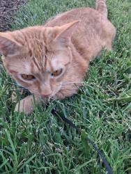 Reunited Female Cat last seen Foodlion knightdale, Knightdale, NC 27545