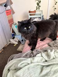 Lost Male Cat last seen The top of shepherds green road and the middle where are hse is, West Midlands, England 