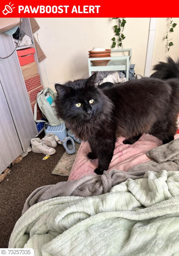 Lost Male Cat last seen The top of shepherds green road and the middle where are hse is, West Midlands, England 