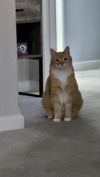 Lost Male Cat last seen Near E nora ave, Spokane Valley, WA 99016