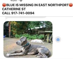 Reunited Male Dog last seen Dickinson, East Northport, NY 11731