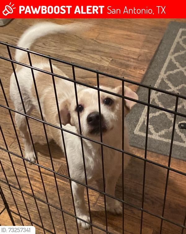 Lost Male Dog last seen Danville Ave, San Antonio, TX 78201