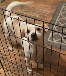 Lost Male Dog last seen Danville Ave, San Antonio, TX 78201