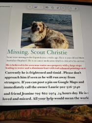 Lost Male Dog last seen Vanier ave Espanola ont, Española, NM 87532