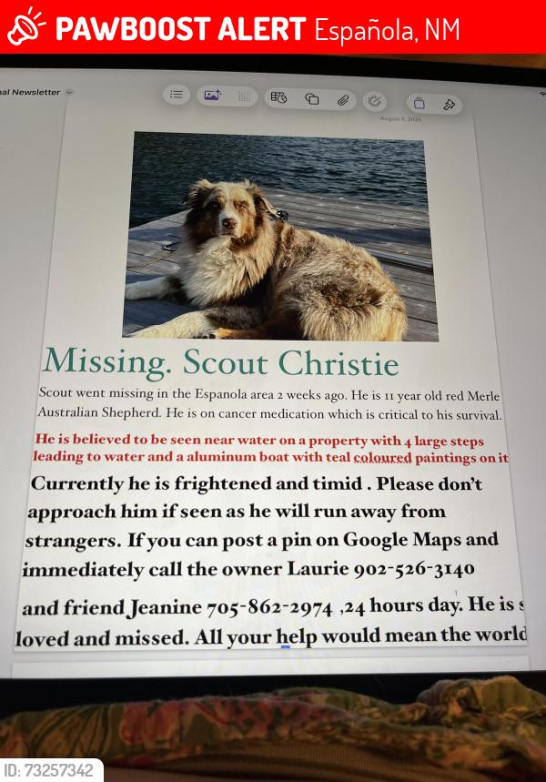 Lost Male Dog last seen Vanier ave Espanola ont, Española, NM 87532