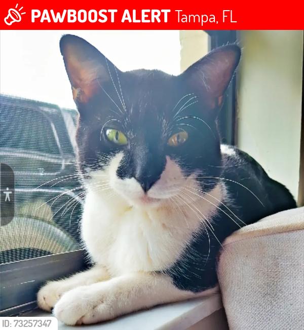 Lost Male Cat last seen 15th & sligh ave., Tampa, FL 33610