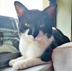 Lost Male Cat last seen 15th & sligh ave., Tampa, FL 33610