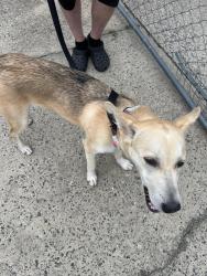 Found/Stray Female Dog last seen Bryson st and Flint Lane, Gastonia, NC 28054