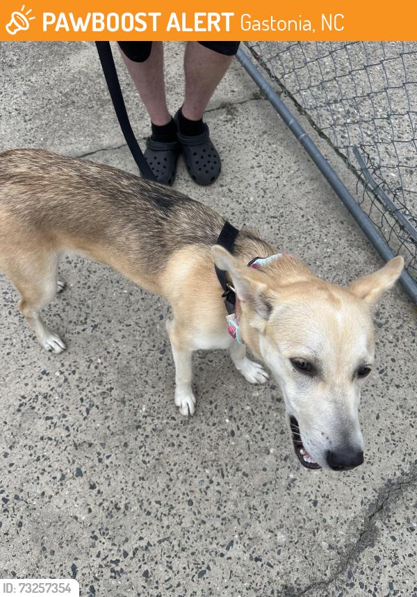 Found/Stray Female Dog last seen Bryson st and Flint Lane, Gastonia, NC 28054
