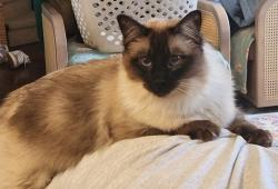 Reunited Male Cat last seen Upland Place and Hilton Street, Alexandria, VA 22314