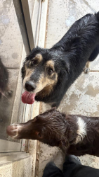 Found/Stray Male Dog last seen avondale, Avondale, AZ 85323