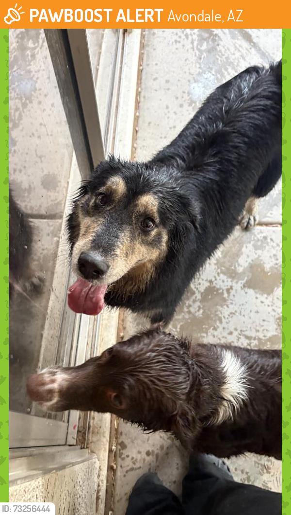 Found/Stray Male Dog last seen avondale, Avondale, AZ 85323