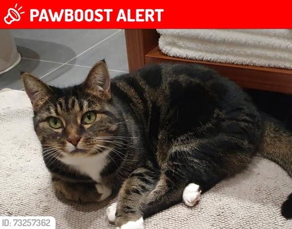 Lost Female Cat last seen Bayswater Close / New River Cresent / New River Path, Greater London, England N13 5BF