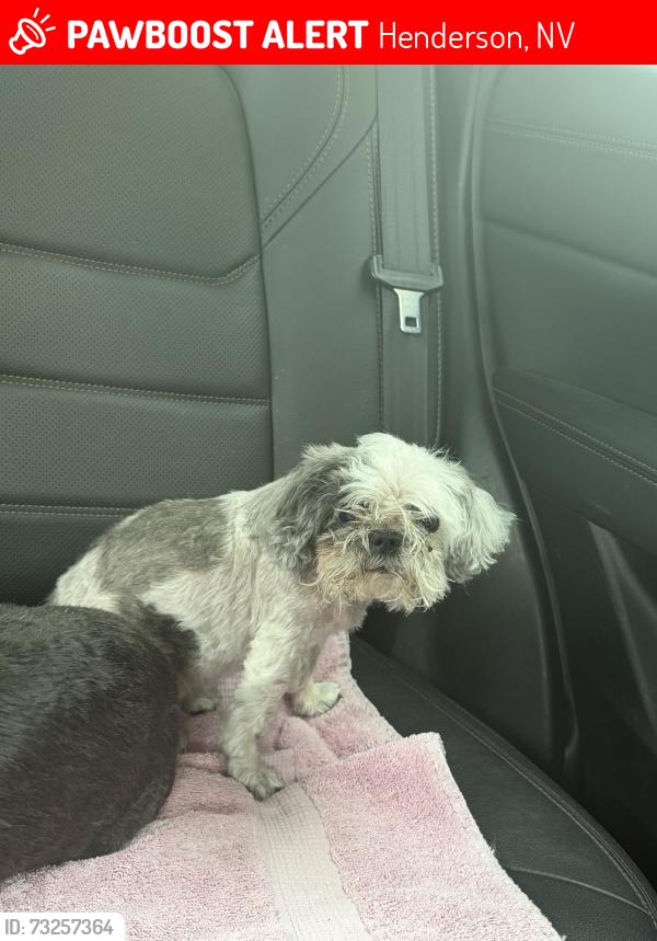 Lost Female Dog last seen Near sandalwood, Henderson, NV 89074