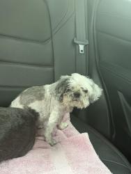 Lost Female Dog last seen Near sandalwood, Henderson, NV 89074