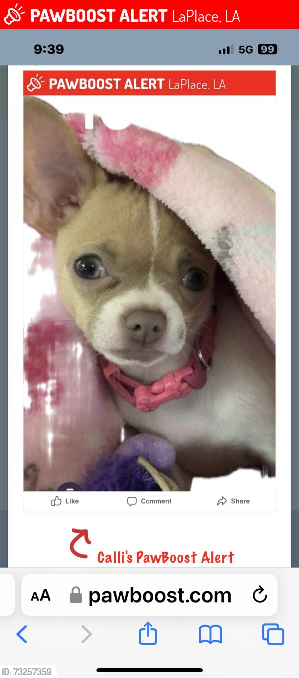 Lost Female Dog last seen Camebridge Street / English ColonybDrive, LaPlace, LA 70068