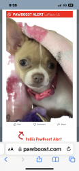 Lost Female Dog last seen Camebridge Street / English ColonybDrive, LaPlace, LA 70068