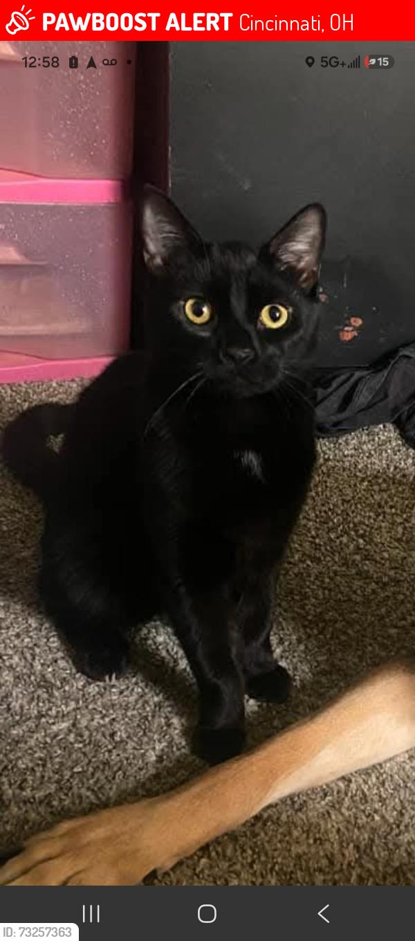 Lost Male Cat last seen Woodlawn, Bassett, delhi, Cincinnati, OH 45205
