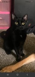 Lost Male Cat last seen Woodlawn, Bassett, delhi, Cincinnati, OH 45205