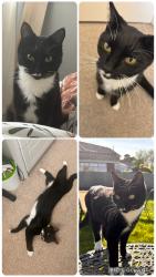 Lost Male Cat last seen Trecynon, Trecynon, Wales 