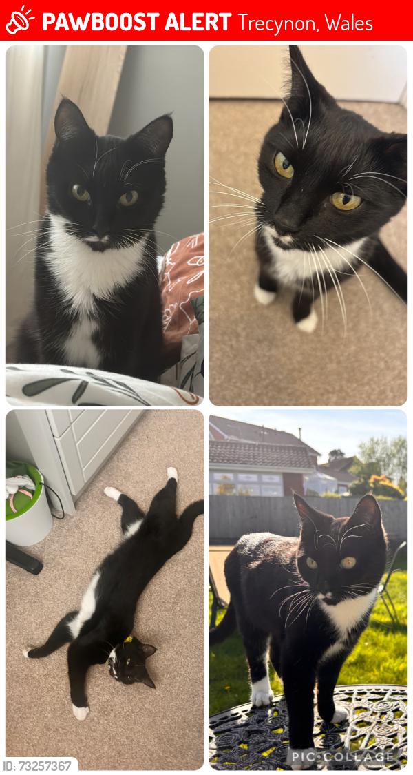 Lost Male Cat last seen Trecynon, Trecynon, Wales 