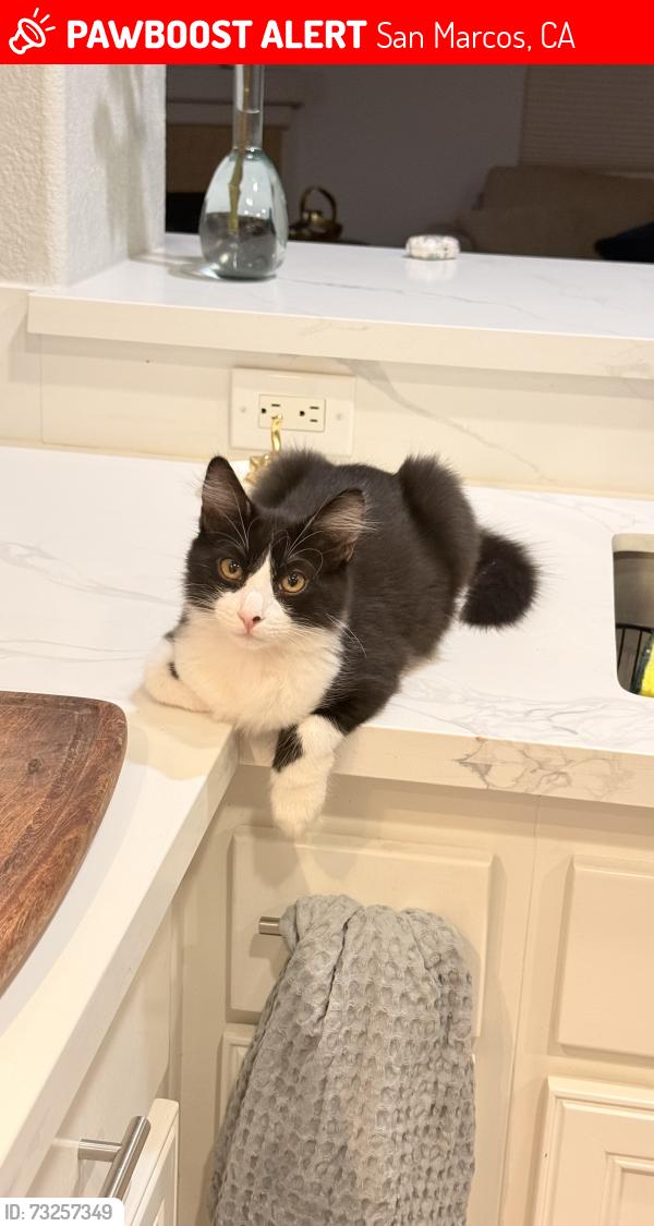 Lost Male Cat last seen Loma alta/ borden, San Marcos, CA 92069