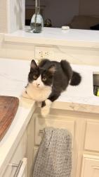 Lost Male Cat last seen Loma alta/ borden, San Marcos, CA 92069