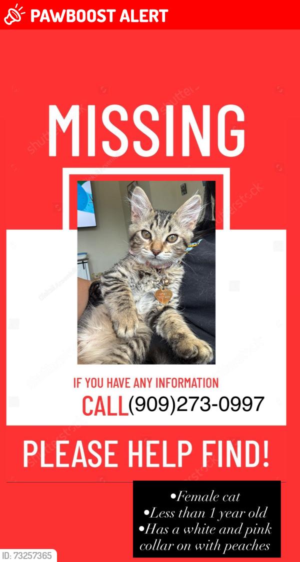 Lost Female Cat last seen Newmark elementary, Arrowhead Farms, CA 92407