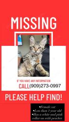 Lost Female Cat last seen Newmark elementary, Arrowhead Farms, CA 92407