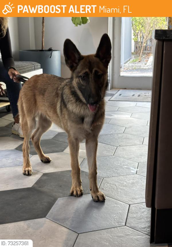 Found/Stray Unknown Dog last seen North Miami Ave and NE 62, Miami, FL 33137